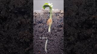 Pea growing underground [upl. by Kazim]