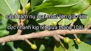 Cách làm nụ mau lớn mau già rám cực nhanh kịp tết giữa tháng 10âL [upl. by Melia]