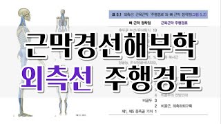 근막경선해부학 표면전방선 외측선 [upl. by Kuehnel982]