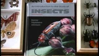 Insect Families and Identification [upl. by Cyprian961]