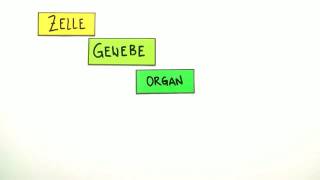 ORGANISATIONSSTUFEN  ZELLE GEWEBE ORGANE  Biologie  Biologie  eine Naturwissenschaft [upl. by Lashoh]