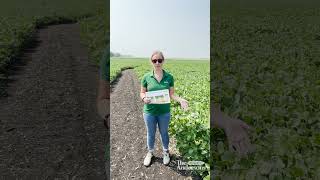 Giving Soybeans a Boost with Foliars [upl. by Fahy]