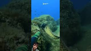 morayeel diving spearing underwater spearo scubadiving scuba spearow eel [upl. by Chantalle]