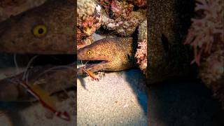 MORAY EEL Close Encounter sea ocean EEL animalinteractions shrimp Cleaning station [upl. by Gilligan69]