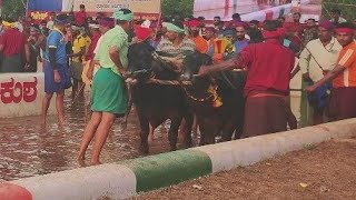 Kambala Start  Naringana Mangalore 2024 [upl. by Yssirc]