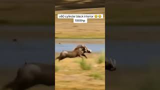 warthog mustang😂😂😂warthog fypシ゚ fyp tiktokkenya🇰🇪🇰🇪🇰🇪 reggae dancehallremix trending [upl. by Norraa624]