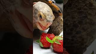 ASMR Turtle tortoise eating strawberry🍓 [upl. by Niliac]