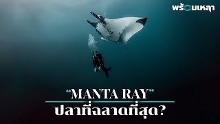 กระเบนยักษ์ Manta ray คือปลาที่ฉลาดที่สุดในโลก [upl. by Krista]