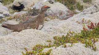 A Rock Ptarmigan in Iceland [upl. by Lotti]