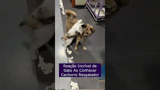 Reação Incrível de Gato Ao Conhecer Cachorro Resgatado [upl. by Azyl429]