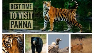 Best time to visit Panna pannatigerreserve madhyapradesh tiger slothbear shortvideo shorts [upl. by Dodds]