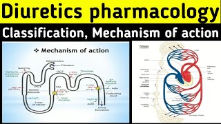 Diuretics pharmacology  Mechanism of action  Classification  Thiazide diuretics pharmacology [upl. by Goldshell]