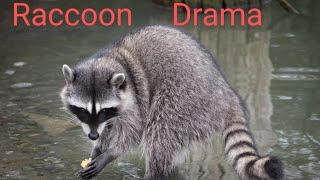 Raccoon live trap drama [upl. by Akemhs837]