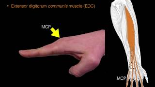 Forearm extensor muscles [upl. by Quinn]