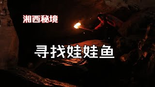 湘西秘境 寻找娃娃鱼 [upl. by Accebar]