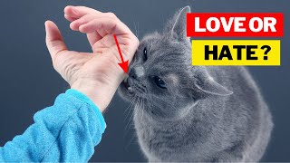 This Is Why Cats Bite You While You Pet Them [upl. by Creath]