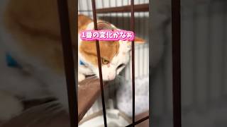 猫がいるルームツアー（今昔物語） 保護猫 保護猫保護猫チャイ田舎暮らしの猫猫好きさんと繋がりたい お部屋 里山暮らしの猫ルームツアー [upl. by Woodward]