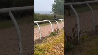 Galloping in torrential rain 🌧☔️ ponies equestrian fast [upl. by Jago967]