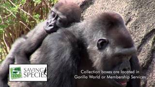 Cell Phone RecyclingCincinnati Zoo [upl. by Narat]