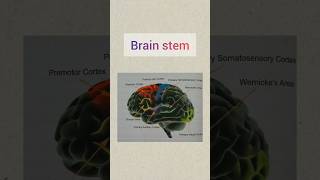 Brain stem anatomy brainstem medico brain mbbs bams bhms medicos medicostudent shots [upl. by Annat]