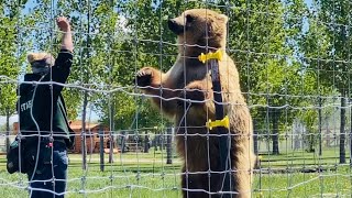 YOU WOULDN’T EXPECT THIS TYPE OF INTERACTION BETWEEN HUMANS AND BEARS JUST COOL TO SEE IT IN PERSON [upl. by Hultgren]