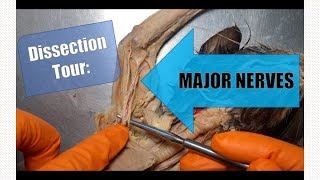 Dissection Tour Major Nerves [upl. by Calesta]