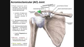 The Acromioclavicular AC Joint  Anatomy and Function [upl. by Oiled]