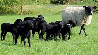 Romanov Sheep  Lamb In Litters [upl. by Ahsiken]