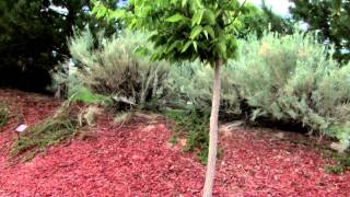 Mediterranean Garden WaterWise Garden in Rio Rancho NM [upl. by Odnesor]