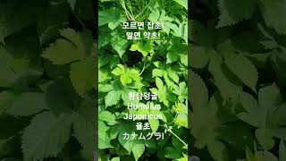 모르면 잡초 알면 약초 환삼덩굴Humulus Japonicus율초カナムグラ 꽃말quot엄마의 손quot 💥고혈압에 특효 植物の名前 식물이름 plant name [upl. by Agnizn378]