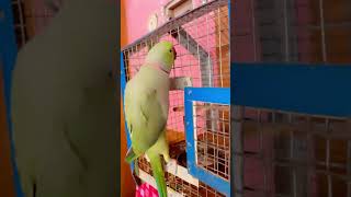 ytshorts parrot parroting dance talkingparot musicgenre parrottalking funny talkingparrot [upl. by Sherfield649]