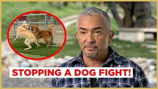 STOPPING A DOG FIGHT  Cesar 911 [upl. by Sollars]