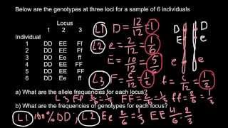 How to calculate allele and genotype frequencies [upl. by Nnylyar]