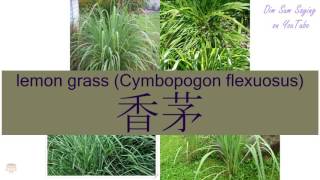 quotLEMON GRASS CYMBOPOGON FLEXUOSUSquot in Cantonese 香茅  Flashcard [upl. by Bloch808]