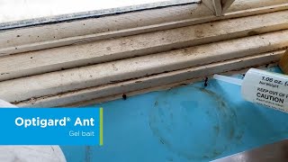 How to Apply Optigard Ant Gel Bait for Carpenter Ants [upl. by Abbottson]