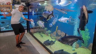 WORLDS LARGEST INDOOR HOME AQUARIUM [upl. by Verdha443]