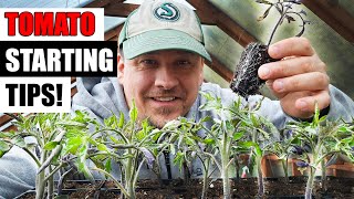 8 Tomato Seed Starting Tips For 2024 [upl. by Ahsinek948]