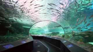 Ripleys Aquarium of Canada [upl. by Conley]