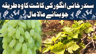 Sundar Khani Grapes Farming  Sundar Khani Angoor ki Kasht kamyab Kisaan Mala Mal [upl. by Maloy]