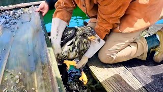 Couple helps eagle escape from a trap What happens next is unbelievable [upl. by Eneliak590]