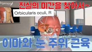 얼굴근육1  이마와 눈 주위 근육눈둘레근안륜근 등 4개 근육 [upl. by Rusell732]