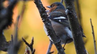 Eurasian chaffinch sound with video Bokfink in Norwegian [upl. by Irehc]