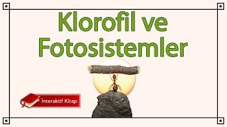 AYT Biyoloji  Klorofil ve Fotosistemler sayfa158 [upl. by Moffitt]