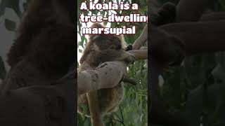 Koala Sounds and Facts 🐨 [upl. by Krigsman602]