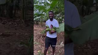 Bobi Wine in his garden harvesting avocado [upl. by Giorgi]