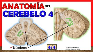 🥇 Anatomía del CEREBELO 44 Núcleos del Cerebelo ¡Explicación Sencilla [upl. by Nairrod]