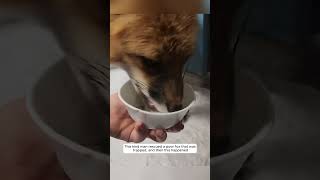 This kind man rescued a poor fox that was trapped and then this happened animalshorts [upl. by Budding105]