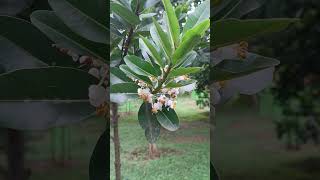 Flowers of Calophyllum inophyllum in State Botanical Garden [upl. by Norrag]