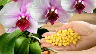 Absolute Treasure for ORCHIDS Use This Once a Month for Stunning Blooms 🌺 [upl. by Ronaele]