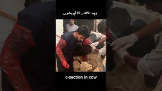 csection cow caesarean section cow cow animalmedicine cowgoat farming animalhealthcare [upl. by Lladnor382]